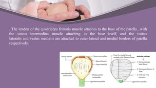 . The tendon of the quadriceps femoris muscle attaches to the base of the patella., with
the vastus intermedius muscle attaching to the base itself, and the vastus
lateralis and vastus medialis are attached to outer lateral and medial borders of patella
respectively.
 