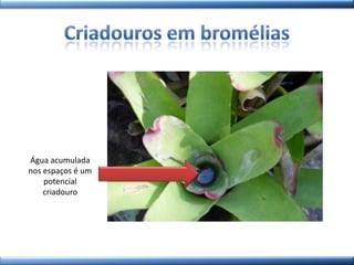 Água acumulada
nos espaços é um
potencial
criadouro
 