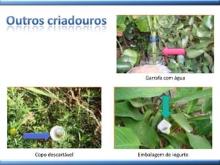 Copo descartável Embalagem de iogurte
Garrafa com água
 