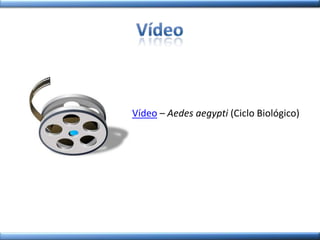 Vídeo – Aedes aegypti (Ciclo Biológico)
 