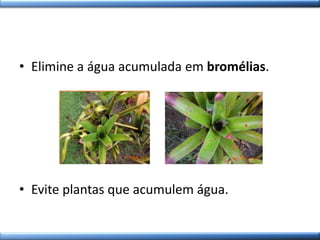 • Elimine a água acumulada em bromélias.
• Evite plantas que acumulem água.
 