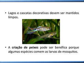 • Lagos e cascatas decorativas devem ser mantidos
limpos.
• A criação de peixes pode ser benéfica porque
algumas espécies comem as larvas de mosquitos.
 