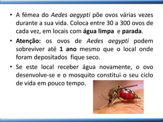 • A fémea do Aedes aegypti põe ovos várias vezes
durante a sua vida. Coloca entre 30 a 300 ovos de
cada vez, em locais com água limpa e parada.
• Atenção: os ovos de Aedes aegypti podem
sobreviver até 1 ano mesmo que o local onde
foram depositados fique seco.
• Se este local receber água novamente, o ovo
desenvolve-se e o mosquito constitui o seu ciclo
de vida em pouco tempo.
 
