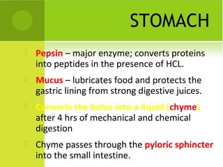 STOMACH


Pepsin – major enzyme; converts proteins
into peptides in the presence of HCL.



Mucus – lubricates food and protects the
gastric lining from strong digestive juices.



Converts the bolus into a liquid (chyme)
after 4 hrs of mechanical and chemical
digestion



Chyme passes through the pyloric sphincter
into the small intestine.

 