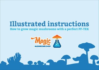 Illustrated instructions
How to grow magic mushrooms with a perfect PF-TEK
 