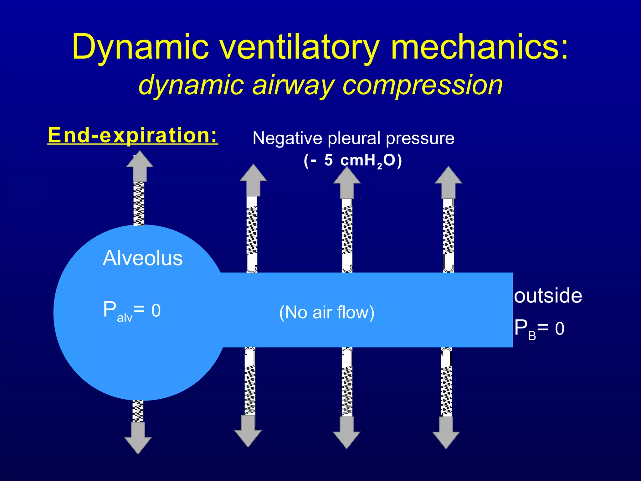 Dynamic ventilatory mechanics:
dynamic airway compression
Alveolus
Palv= 0
outside
PB= 0
End-expiration:
(No air flow)
Negative pleural pressure
(- 5 cmH2O)
 