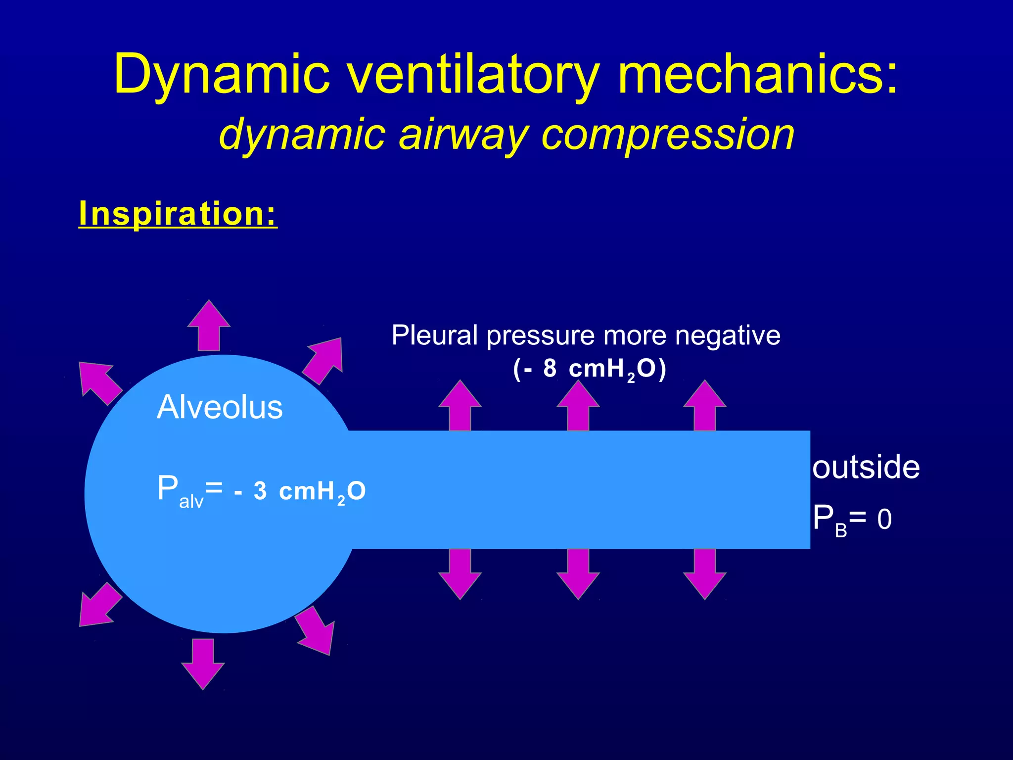 Dynamic ventilatory mechanics:
dynamic airway compression
Alveolus
Palv= - 3 cmH2O
Pleural pressure more negative
(- 8 cmH2O)
Inspiration:
outside
PB= 0
 
