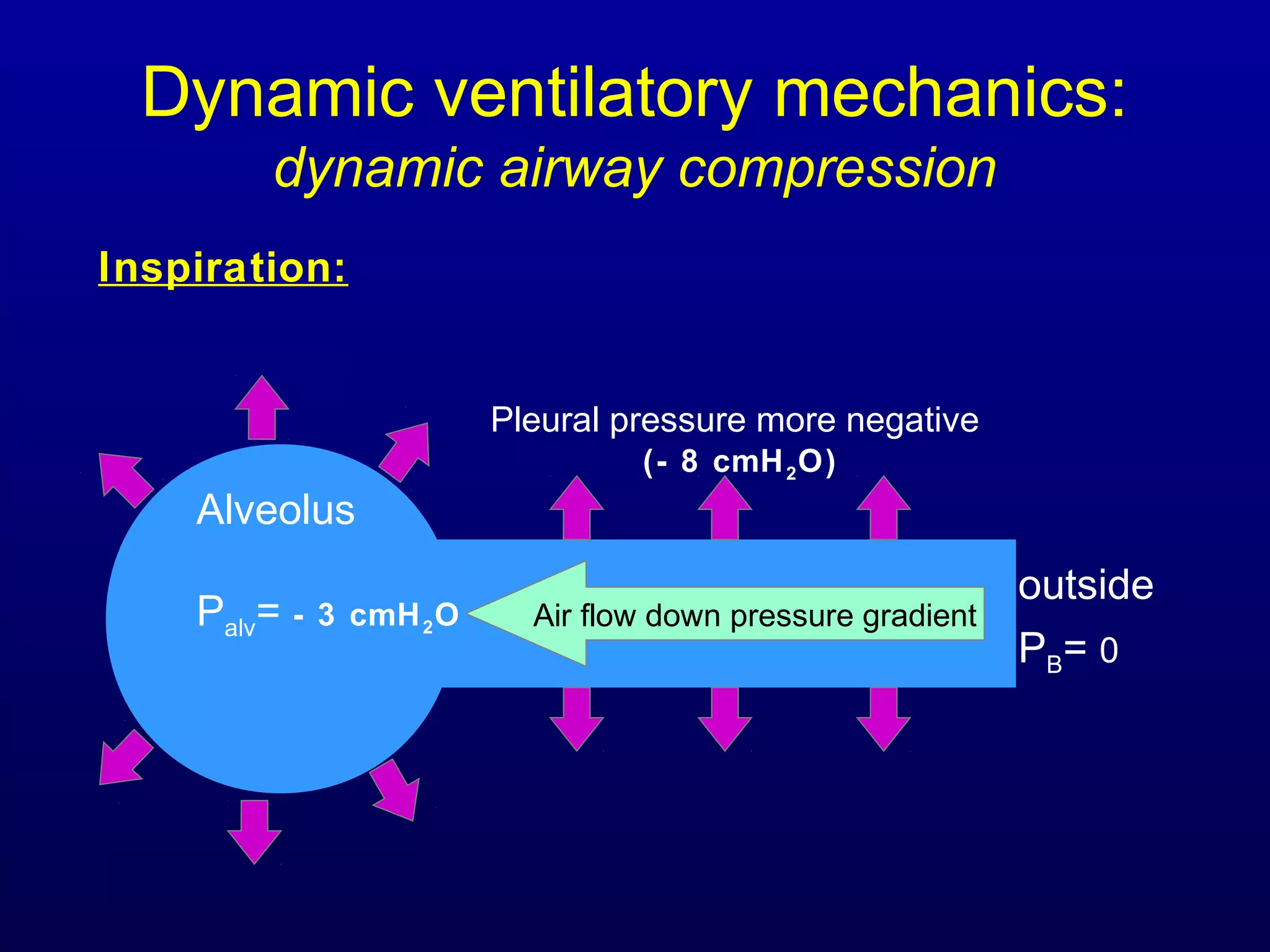 Dynamic ventilatory mechanics:
dynamic airway compression
Alveolus
Palv= - 3 cmH2O
Inspiration:
Air flow down pressure gradient
outside
PB= 0
Pleural pressure more negative
(- 8 cmH2O)
 