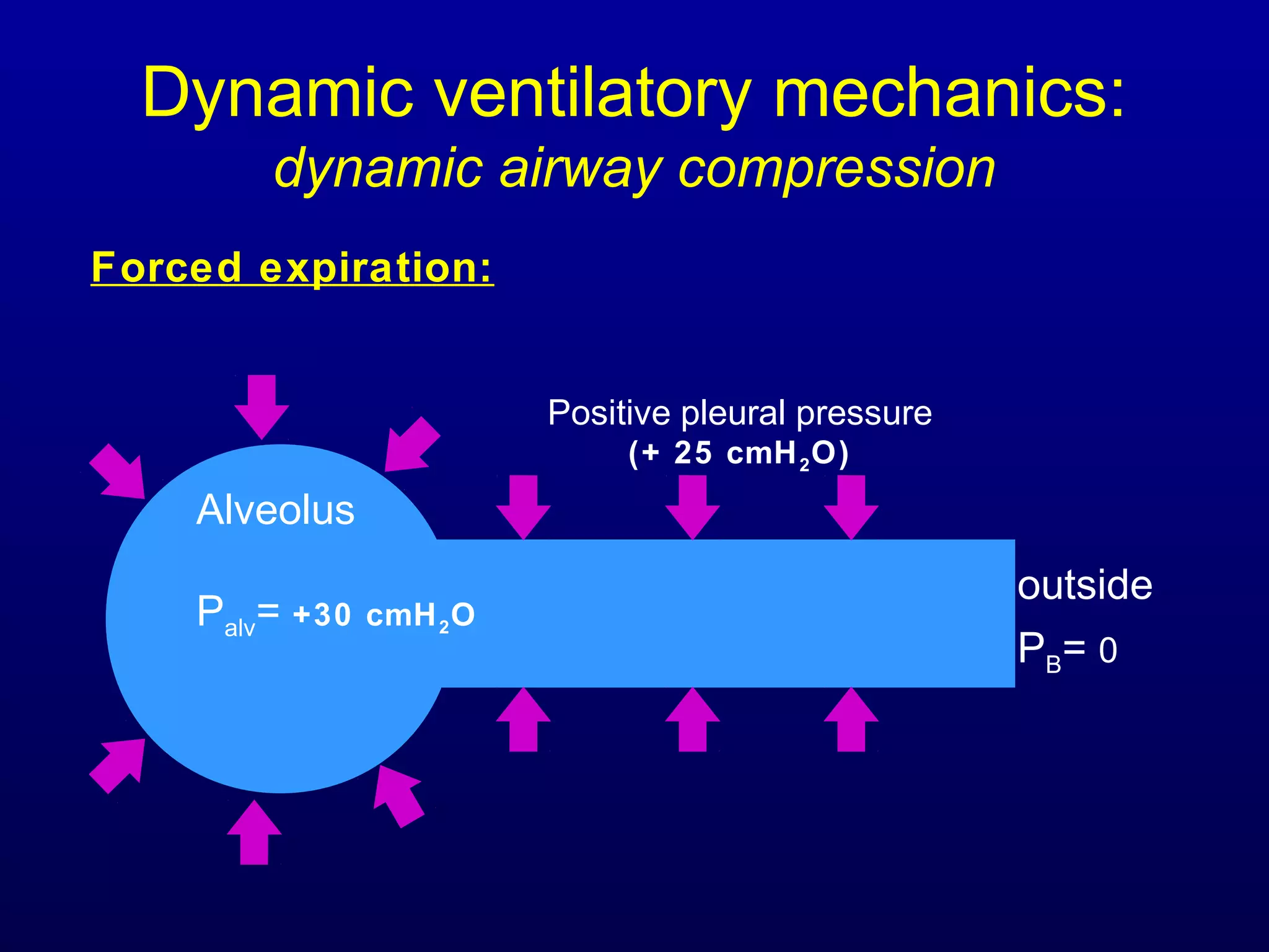 Dynamic ventilatory mechanics:
dynamic airway compression
Alveolus
Palv= +30 cmH2O
Forced expiration:
outside
PB= 0
Positive pleural pressure
(+ 25 cmH2O)
 