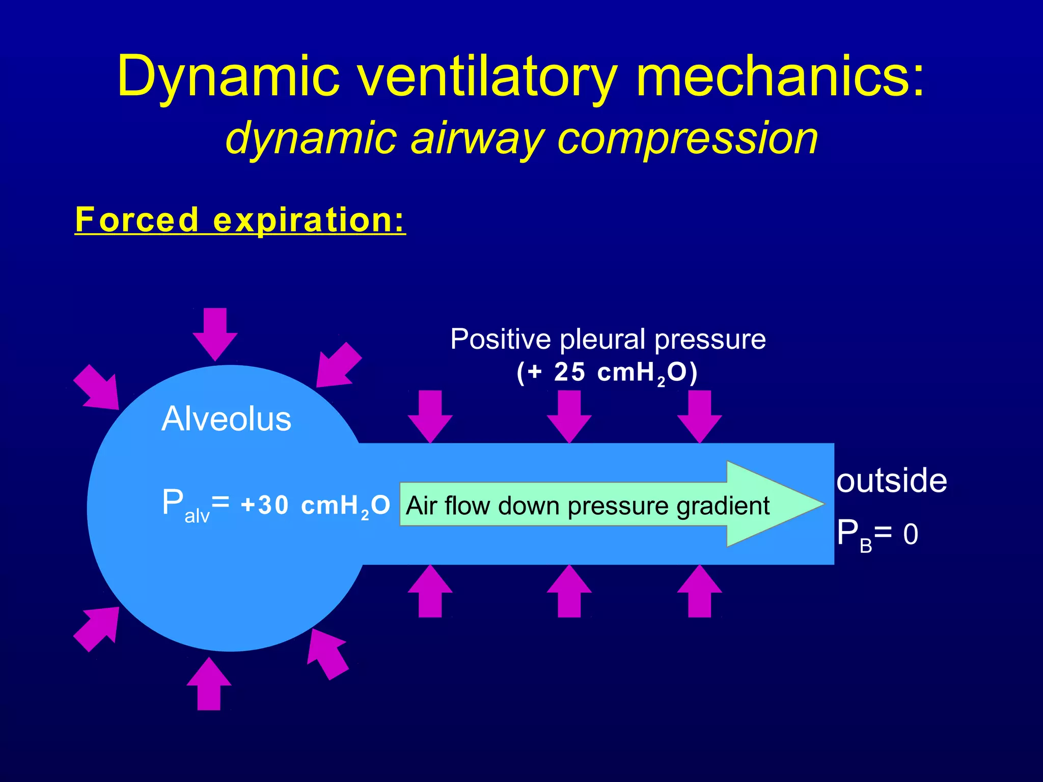 Dynamic ventilatory mechanics:
dynamic airway compression
Alveolus
Palv= +30 cmH2O
Forced expiration:
Air flow down pressure gradient
outside
PB= 0
Positive pleural pressure
(+ 25 cmH2O)
 