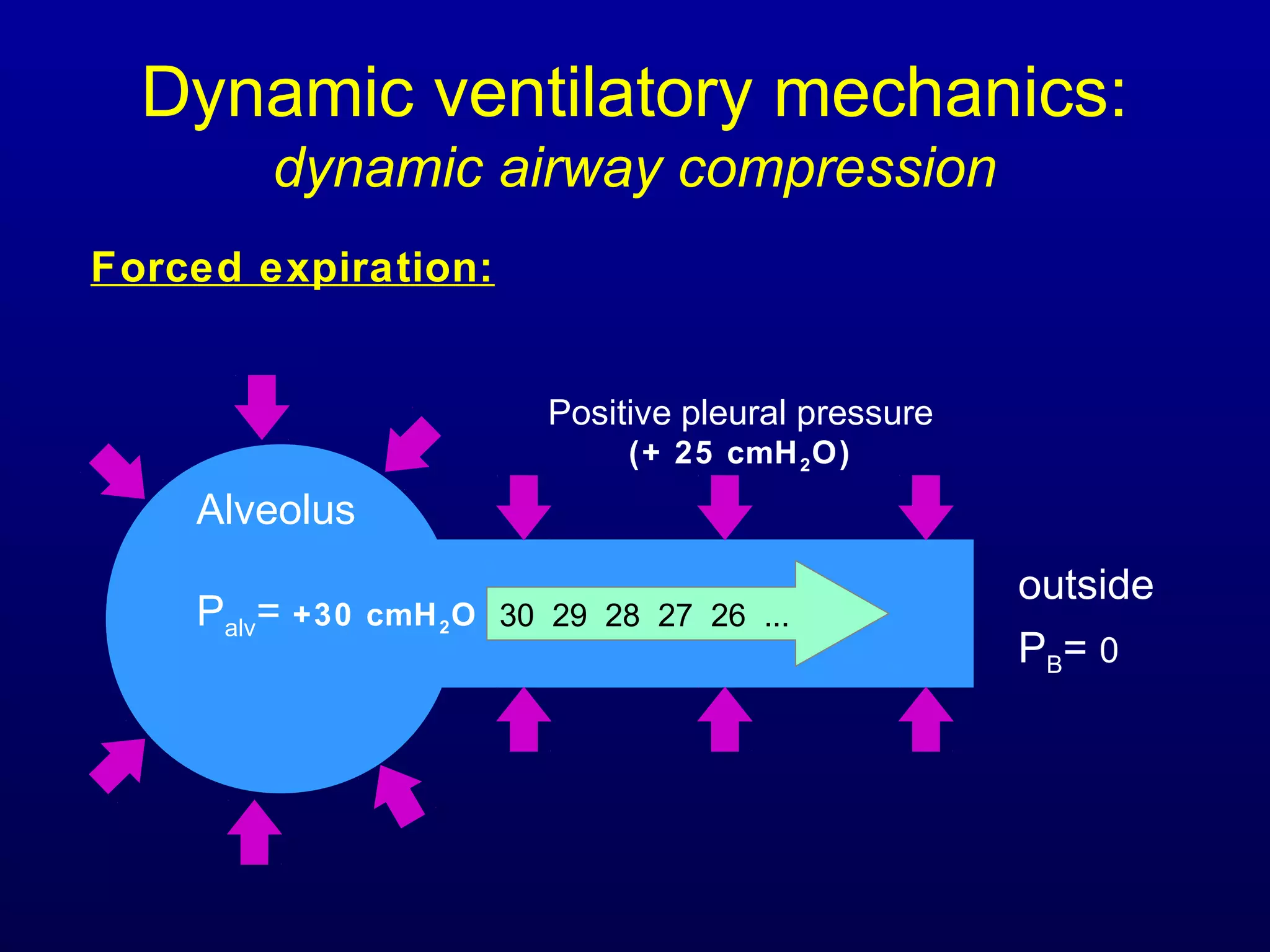 Dynamic ventilatory mechanics:
dynamic airway compression
Alveolus
Palv= +30 cmH2O
Forced expiration:
30 29 28 27 26 ...
outside
PB= 0
Positive pleural pressure
(+ 25 cmH2O)
 