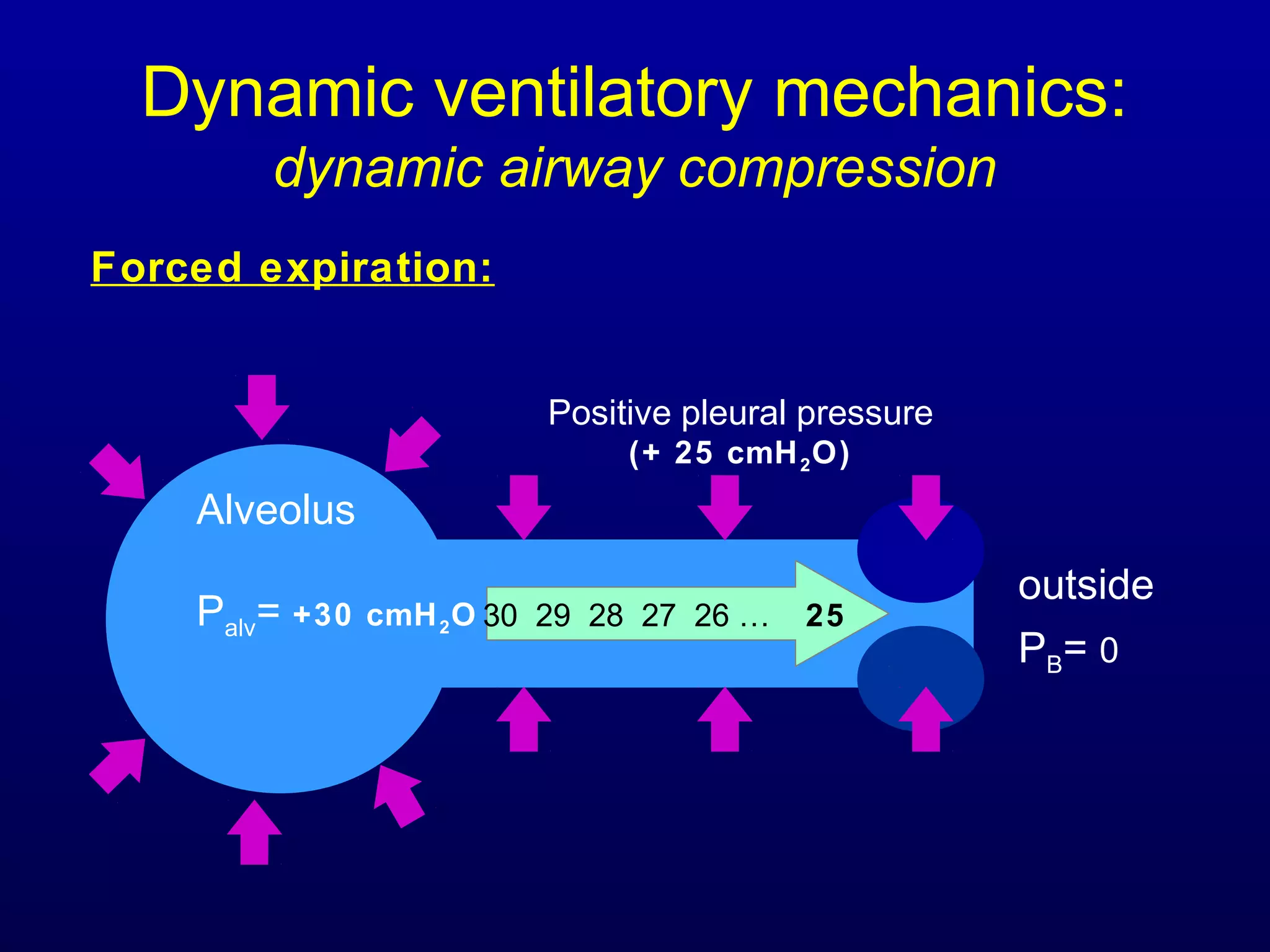 Dynamic ventilatory mechanics:
dynamic airway compression
Forced expiration:
30 29 28 27 26 … 25
outside
PB= 0
Positive pleural pressure
(+ 25 cmH2O)
Alveolus
Palv= +30 cmH2O
 
