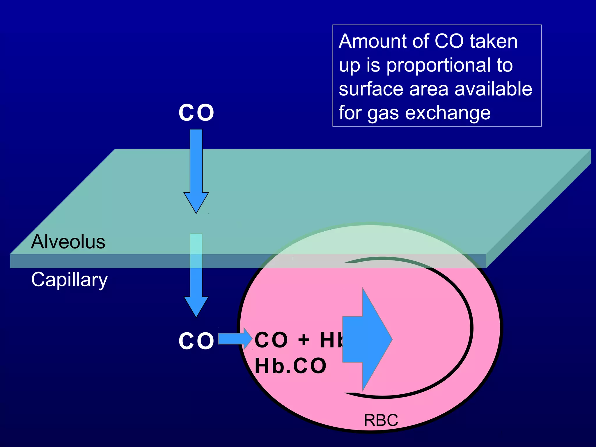 CO
RBC
Capillary
CO CO + Hb
Hb.CO
Alveolus
Amount of CO taken
up is proportional to
surface area available
for gas exchange
 