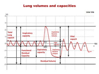 Tidal
volume
Vital
capacit
y
 Expiratory
 Reserve
 Volume
Residual Volume
Functional
Residual
Capacity
 Inspiratory
 Reserve
 Volume
Total
Lung
capacit
y
Lung volumes and capacities
Inspiratory
capacity
Expiratory
capacity
t(s)
 