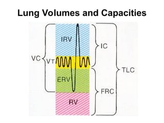 Lung Volumes and Capacities
 