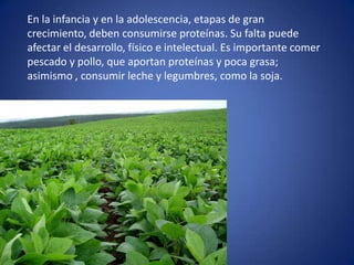 En la infancia y en la adolescencia, etapas de gran
crecimiento, deben consumirse proteínas. Su falta puede
afectar el desarrollo, físico e intelectual. Es importante comer
pescado y pollo, que aportan proteínas y poca grasa;
asimismo , consumir leche y legumbres, como la soja.