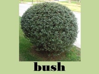 Trees, bushes and grasses (from SAE) | PPT