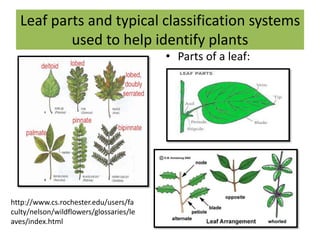 Leaf System Tree Pgce session 2 ct 2018revised | PPTX