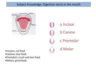 a Incisor
b Canine
c Premolar
d Molar•Incisors: cut food.
•Canines: tear food.
•Premolars: crush and tear food.
•Molars: grind food.
Subject Knowledge: Digestion starts in the mouth
 