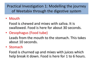 Practical Investigation 1: Modelling the journey
of Weetabix through the digestive system
• Mouth
Food is chewed and mixes with saliva. It is
swallowed. Food is here for about 30 seconds.
• Oesophagus (Food tube)
Leads from the mouth to the stomach. This takes
about 10 seconds.
• Stomach
Food is churned up and mixes with juices which
help break it down. Food is here for 1 to 6 hours.
 
