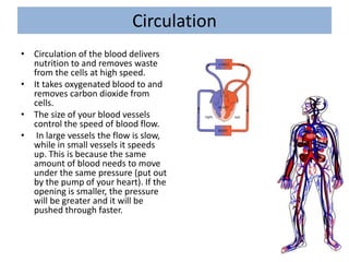 Circulation
• Circulation of the blood delivers
nutrition to and removes waste
from the cells at high speed.
• It takes oxygenated blood to and
removes carbon dioxide from
cells.
• The size of your blood vessels
control the speed of blood flow.
• In large vessels the flow is slow,
while in small vessels it speeds
up. This is because the same
amount of blood needs to move
under the same pressure (put out
by the pump of your heart). If the
opening is smaller, the pressure
will be greater and it will be
pushed through faster.
 