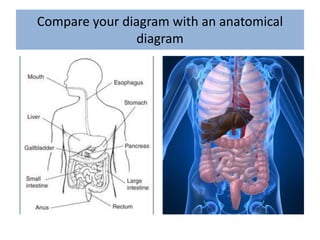 Compare your diagram with an anatomical
diagram
 