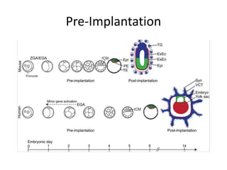 Pgta Visual PGT-A (Pre-implantation genetic testing).pptx