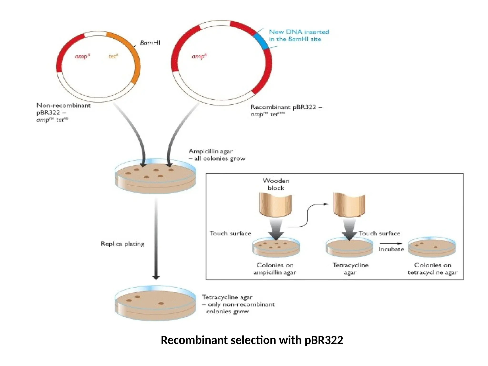 Recombinant selection with pBR322
 