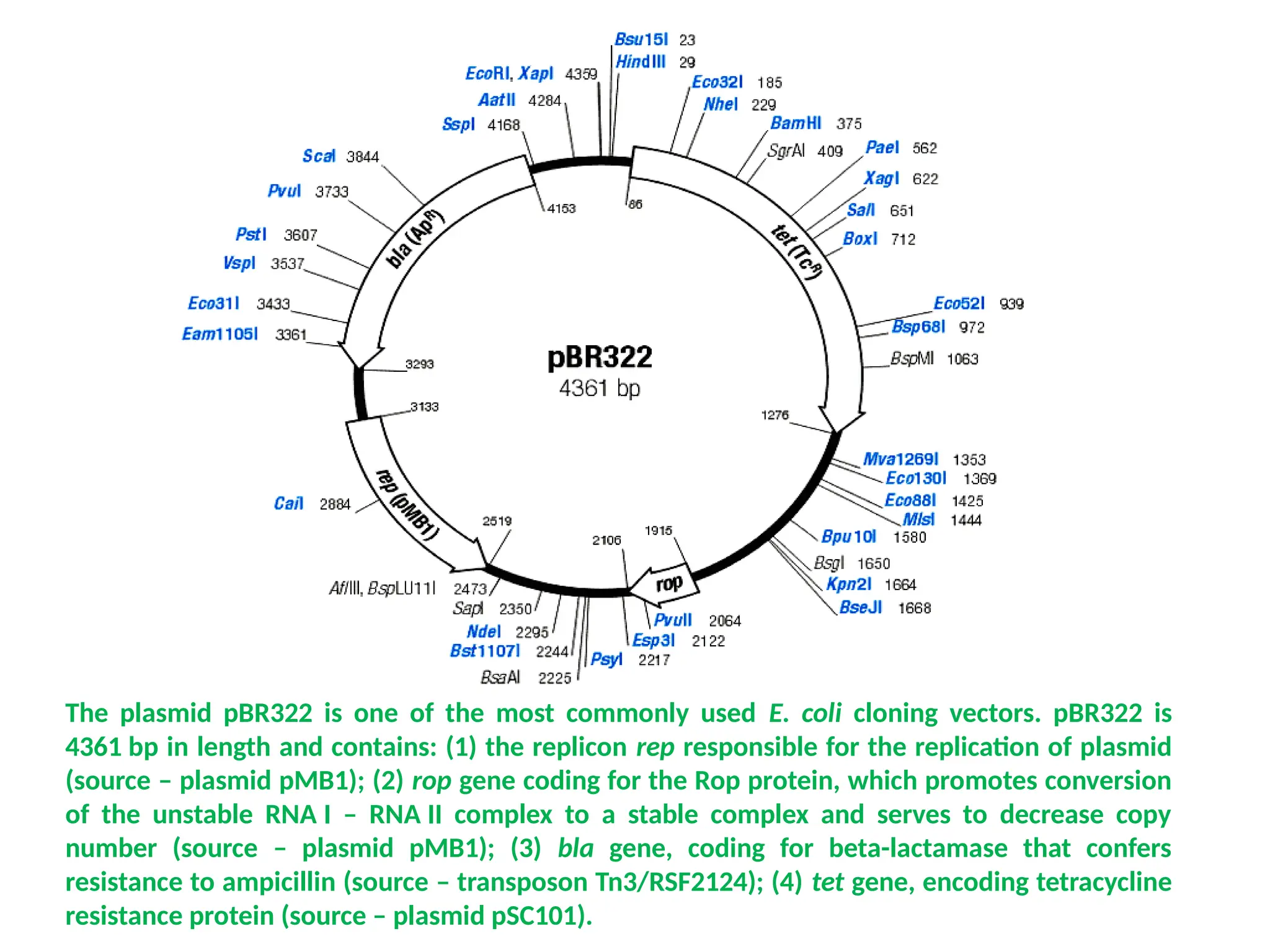 The plasmid pBR322 is one of the most commonly used E. coli cloning vectors. pBR322 is
4361 bp in length and contains: (1) the replicon rep responsible for the replication of plasmid
(source – plasmid pMB1); (2) rop gene coding for the Rop protein, which promotes conversion
of the unstable RNA I – RNA II complex to a stable complex and serves to decrease copy
number (source – plasmid pMB1); (3) bla gene, coding for beta-lactamase that confers
resistance to ampicillin (source – transposon Tn3/RSF2124); (4) tet gene, encoding tetracycline
resistance protein (source – plasmid pSC101).
 
