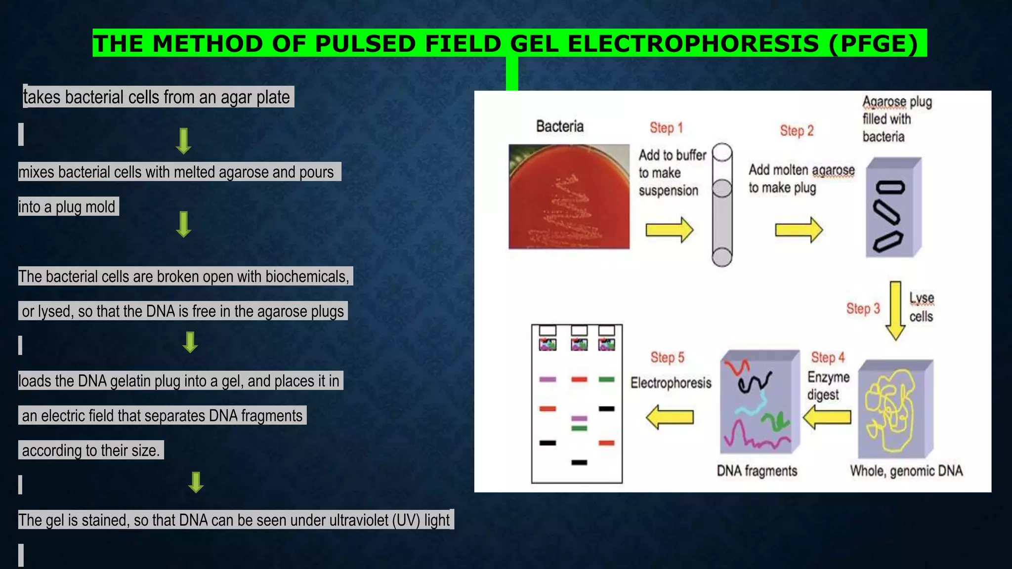 THE METHOD OF PULSED FIELD GEL ELECTROPHORESIS (PFGE)
takes bacterial cells from an agar plate
mixes bacterial cells with melted agarose and pours
into a plug mold
.
The bacterial cells are broken open with biochemicals,
or lysed, so that the DNA is free in the agarose plugs
loads the DNA gelatin plug into a gel, and places it in
an electric field that separates DNA fragments
according to their size.
The gel is stained, so that DNA can be seen under ultraviolet (UV) light
 