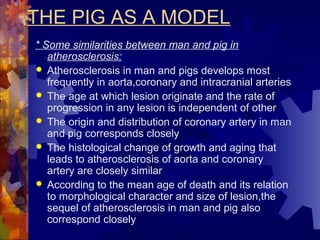 THE PIG AS A MODEL
* Some similarities between man and pig in
atherosclerosis:
 Atherosclerosis in man and pigs develops most
frequently in aorta,coronary and intracranial arteries
 The age at which lesion originate and the rate of
progression in any lesion is independent of other
 The origin and distribution of coronary artery in man
and pig corresponds closely
 The histological change of growth and aging that
leads to atherosclerosis of aorta and coronary
artery are closely similar
 According to the mean age of death and its relation
to morphological character and size of lesion,the
sequel of atherosclerosis in man and pig also
correspond closely
 