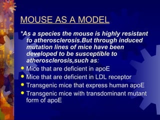 MOUSE AS A MODEL
*As a species the mouse is highly resistant
to atherosclerosis.But through induced
mutation lines of mice have been
developed to be susceptible to
atherosclerosis,such as:
 Mice that are deficient in apoE
 Mice that are deficient in LDL receptor
 Transgenic mice that express human apoE
 Transgenic mice with transdominant mutant
form of apoE
 