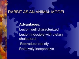 RABBIT AS AN ANIMAL MODEL
Advantages:
Lesion well characterized
Lesion inducible with dietary
cholesterol
Reproduce rapidly
Relatively inexpensive
 