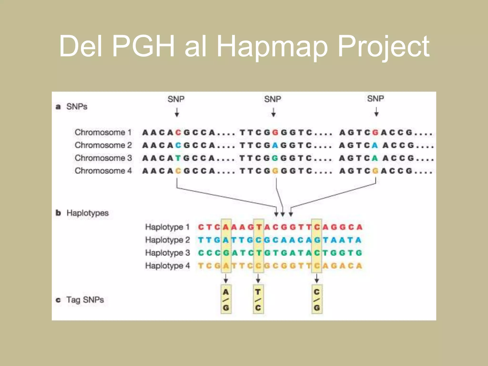 Del PGH al Hapmap Project
 