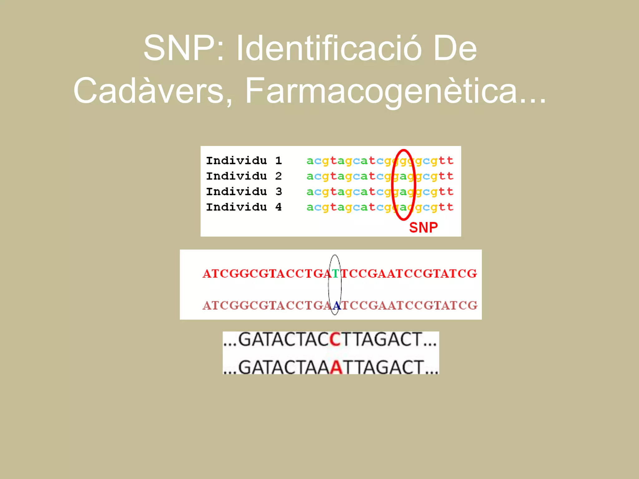 SNP: Identificació De
Cadàvers, Farmacogenètica...
 