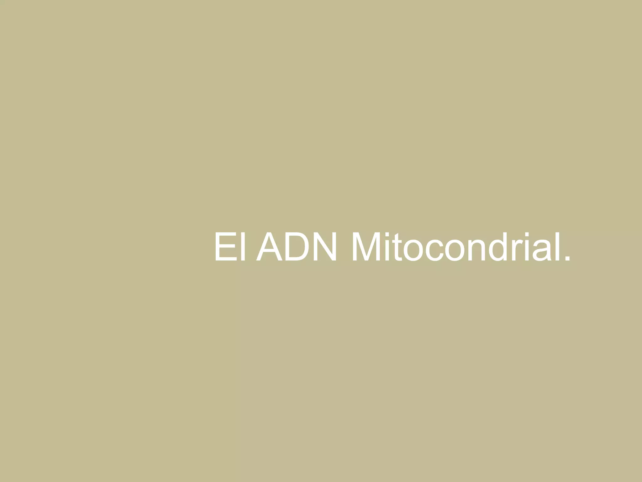 El ADN Mitocondrial.
 