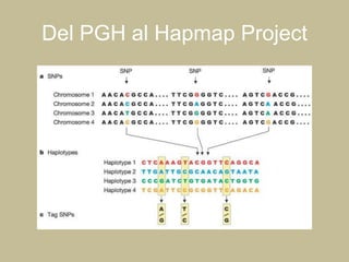 Del PGH al Hapmap Project
 