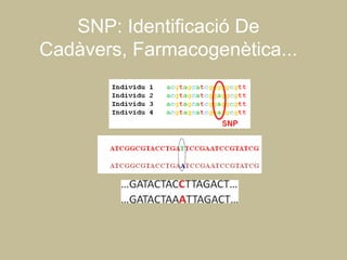SNP: Identificació De
Cadàvers, Farmacogenètica...
 