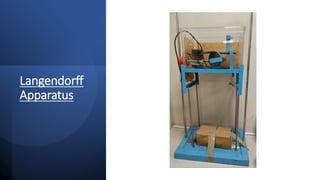 Langendorff
Apparatus
 