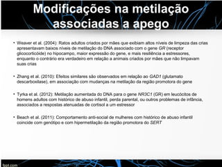 Modificações na metilação
associadas a apego
• Weaver et al. (2004): Ratos adultos criados por mães que exibiam altos níveis de limpeza das crias
apresentavam baixos níveis de metilação do DNA associado com o gene GR (receptor
glicocorticóide) no hipocampo, maior expressão do gene, e mais resiliência a estressores,
enquanto o contrário era verdadeiro em relação a animais criados por mães que não limpavam
suas crias
• Zhang et al. (2010): Efeitos similares são observados em relação ao GAD1 (glutamato
descarboxilase), em associação com mudanças na metilação da região promotora do gene
• Tyrka et al. (2012): Metilação aumentada do DNA para o gene NR3C1 (GR) em leucócitos de
homens adultos com histórico de abuso infantil, perda parental, ou outros problemas de infância,
associados a respostas atenuadas de cortisol a um estressor
• Beach et al. (2011): Comportamento anti-social de mulheres com histórico de abuso infantil
coincide com genótipo e com hipermetilação da região promotora do SERT
 