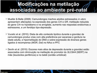 Modificações na metilação
associadas ao ambiente pré-natal
• Mueller & Balle (2008): Camundongos machos adultos estressados in utero
apresentam alterações na expressão dos genes Crh e GR, metilação reduzida
do gene Crh no hipotálamo e na amígdala, aumento nas respostas endócrinas a
estressores, e um fenótipo tipo-depressão.
• Vucetic et al. (2010): Dieta de alto conteúdo lipídico durante a gravidez de
camundongos produz crias com alta preferência por sacarose e gordura na
idade adulta, e hipometilação do DNA e sobre-expressão de diversos genes
ligados à recompensa (MOR, Dat) no NAcc e PFC
• Devlin et al. (2010): Escores mais altos de depressão durante a gravidez estão
associados com diminuição na metilação do promotor do SLC6A4 (SERT) na
mãe (leucócitos periféricos) e no bebê (cordão umbilical)
 