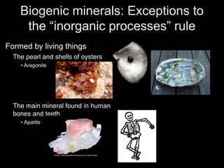 Biogenic minerals: Exceptions to
the “inorganic processes” rule
Formed by living things
The pearl and shells of oysters
• Aragonite
The main mineral found in human
bones and teeth
• Apatite
 