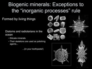 Biogenic minerals: Exceptions to
the “inorganic processes” rule
Formed by living things
Diatoms and radiolarians in the
ocean
• Silicate minerals
• Their skeletons are used as polishing
agents...
...(in your toothpaste!)
 