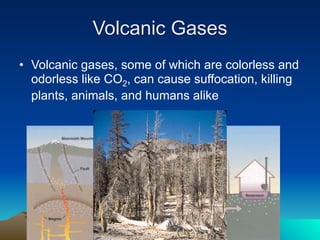Volcanic Gases
• Volcanic gases, some of which are colorless and
  odorless like CO2, can cause suffocation, killing
  plants, animals, and humans alike
 