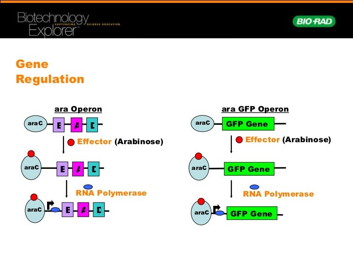 pGLO Tutorial English