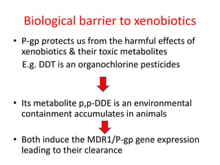 Biological barrier to xenobiotics
• P-gp protects us from the harmful effects of
xenobiotics & their toxic metabolites
E.g. DDT is an organochlorine pesticides
• Its metabolite p,p-DDE is an environmental
containment accumulates in animals
• Both induce the MDR1/P-gp gene expression
leading to their clearance
 