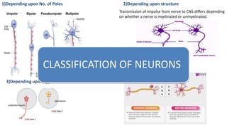 3)Depending upon types of axons
2)Depending upon structure
Transmission of impulse from nerve to CNS differs depending
on whether a nerve is myelinated or unmyelinated.
1)Depending upon No. of Poles
4)Depending upon Function
CLASSIFICATION OF NEURONS
 