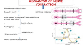 MECHANISM OF NERVE
CONDUCTION
Resting Member Potential (-70mV)
Threshold (-55mV) ELECTRICAL + CHEMICAL
Action Potential = DEPOLARISATION+REPOLARIZATION
1) Rising Phase +40mV
. Absolute refractory
2) Falling phage
.
Relative refractory
3) Hyperpolarisation
Impulse transmission through axons
 