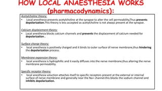 HOW LOCAL ANAESTHESIA WORKS
(pharmacodynamics):
Acetylcholine theory:
• Local anesthesia prevents acetylcholine at the synapse to alter the cell permeability,Thus prevents
depolarization.This theory is less accepted as acetylcholine is not always present at the synapse.
Calcium displacement theory:
• Local anesthesia blocks calcium channels and prevents the displacement of calcium needed for
depolarization .
Surface charge theory:
• local anesthesia is positively charged and it binds to outer surface of nerve membrane,thus hindering
the depolarization process.
Membrane expansion theory:
• local anesthesia is hydrophillic and it easily diffuses into the nerve membrane,thus altering the nerve
membrane permeability.
Specific receptor theory:
• local anesthesia soluction attaches itself to specific receptors present at the external or internal
surface of nerve membrane and generally near the Na+ channel.this blocks the sodium channel and
inhibits depolarization.
 