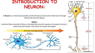 INTRODUCTION TO
NEURON:
A Neuron is an electically excitable cell that Processes & transmits information through
electrical & chemical signals.
NERVE:-
A whitish fibre or bundle of fibres in the body that trasmits impulses of sensation to brain or
spinal cord and impulse from these to muscles and organs
 